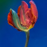 _dsc0202